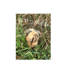 Caviidae2（個別スタンプ：4）