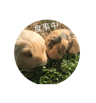 Caviidae2（個別スタンプ：6）