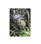 Caviidae2（個別スタンプ：7）