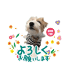 コテツとシオリ（個別スタンプ：3）