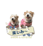 コテツとシオリ（個別スタンプ：5）