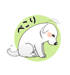 大きな白い犬 ピレネー犬 2（個別スタンプ：8）