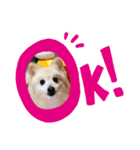 デカポメ シロ。（個別スタンプ：1）