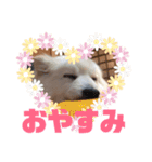 デカポメ シロ。（個別スタンプ：3）