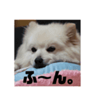 デカポメ シロ。（個別スタンプ：7）