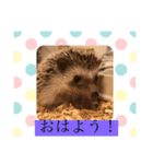 ヨモギの1日（個別スタンプ：2）