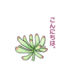 ぷっくりがかわいい多肉植物スタンプ（個別スタンプ：1）