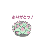 ぷっくりがかわいい多肉植物スタンプ（個別スタンプ：6）