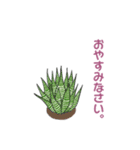ぷっくりがかわいい多肉植物スタンプ（個別スタンプ：16）