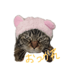伊藤家のねこ①（個別スタンプ：1）