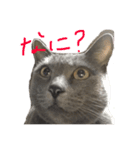 伊藤家のねこ①（個別スタンプ：2）