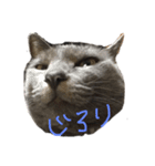 伊藤家のねこ①（個別スタンプ：3）