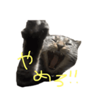 伊藤家のねこ①（個別スタンプ：4）