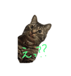 伊藤家のねこ①（個別スタンプ：5）