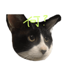 伊藤家のねこ①（個別スタンプ：6）