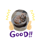 うちの猫3兄弟（個別スタンプ：4）