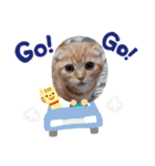 うちの猫3兄弟（個別スタンプ：5）