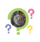 うちの猫3兄弟（個別スタンプ：8）