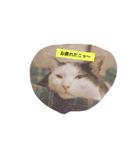猫の生活 日本（個別スタンプ：1）