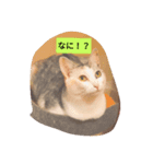猫の生活 日本（個別スタンプ：2）