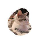 猫の生活 日本（個別スタンプ：3）