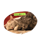 猫の生活 日本（個別スタンプ：4）