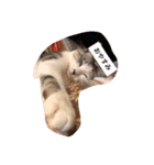 猫の生活 日本（個別スタンプ：5）