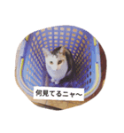 猫の生活 日本（個別スタンプ：7）