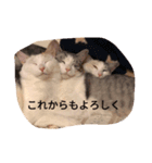 猫の生活 日本（個別スタンプ：8）