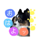 マロ君の日常（個別スタンプ：1）