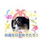 マロ君の日常（個別スタンプ：7）