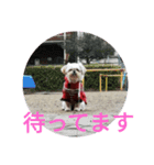 ペキプーのあごたん（個別スタンプ：6）