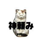 うちのおにゃん達（個別スタンプ：7）