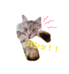うちのニャゴスタンプ（B'ver.）（個別スタンプ：5）