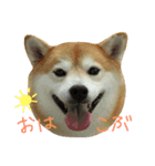 柴犬こぶし（個別スタンプ：1）