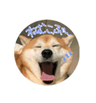 柴犬こぶし（個別スタンプ：2）