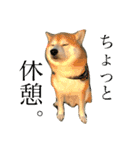 柴犬こぶし（個別スタンプ：3）