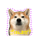 柴犬こぶし（個別スタンプ：4）