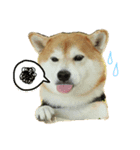 柴犬こぶし（個別スタンプ：5）