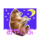 柴犬こぶし（個別スタンプ：6）