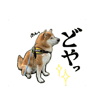 柴犬こぶし（個別スタンプ：8）