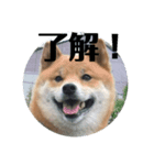 ほのぼの元気くん③（個別スタンプ：1）