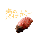ホヤ、ナマコ、アワビ 海産物スタンプ（個別スタンプ：1）