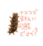 ホヤ、ナマコ、アワビ 海産物スタンプ（個別スタンプ：7）