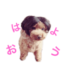 きぃちゃんといっしょ。（個別スタンプ：5）