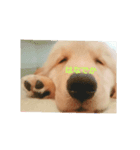 ゴールデンレトリバーのごーすけ～幼犬期～（個別スタンプ：1）