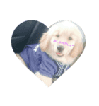 ゴールデンレトリバーのごーすけ～幼犬期～（個別スタンプ：2）