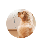 ゴールデンレトリバーのごーすけ～幼犬期～（個別スタンプ：5）