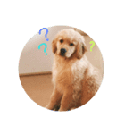 ゴールデンレトリバーのごーすけ～幼犬期～（個別スタンプ：6）
