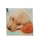 ゴールデンレトリバーのごーすけ～幼犬期～（個別スタンプ：8）